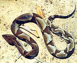- Cientistas descobrem nova espécie de cobra