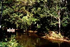Guaraú