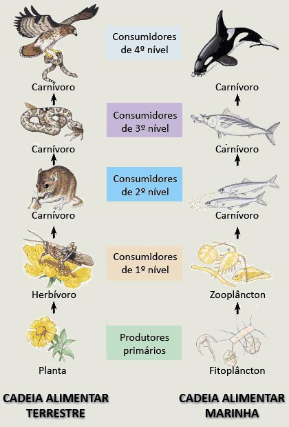Cadeia alimentar - Teia alimentar