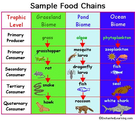 Food Chain Consumers. Food Chains and Food Webs